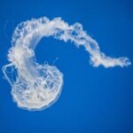 258期开奖号码揭晓,幸运大奖花落谁家? 2i5xztnck